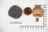 Click for 3 image(s) for this accession. Image